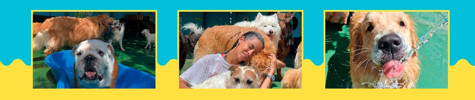 AuAu Creche Canina